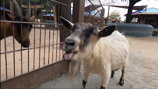 Silly Goat Blowing Raspberries