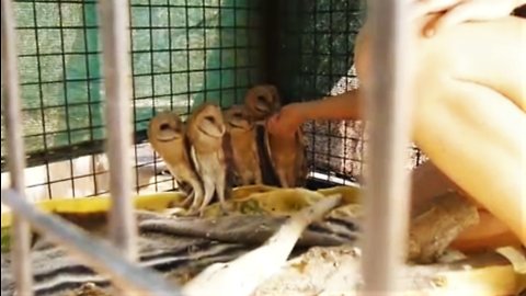 Rescued Barn Owls getting fed