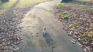 A squirrel at Grangewood Park, Croydon