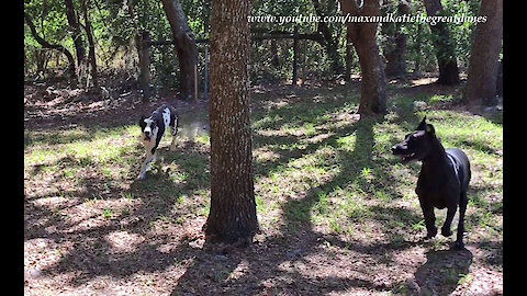 Amazing Great Danes Love To Chase And Race and Chase