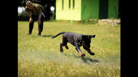 Instructions to Make Dog Become Fully Aggressive With Few Simple Tips