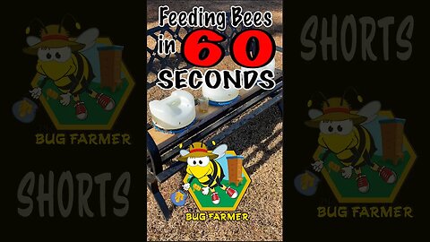 #shorts Feeding Honey Bees
