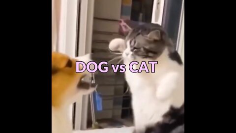 DOG vs CAT