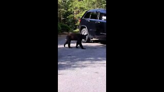 Bear visit