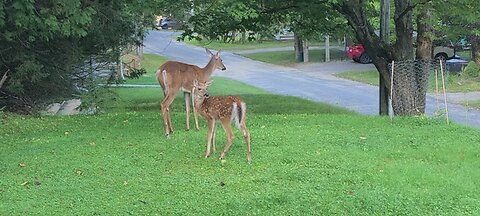 Deer on alert as cat is nearby