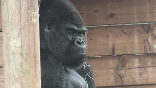 Grumpy Silverback Gorilla deals with super annoying son