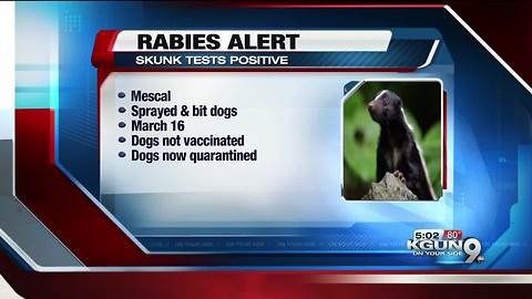 Skunk tests positive for rabies in Cochise County