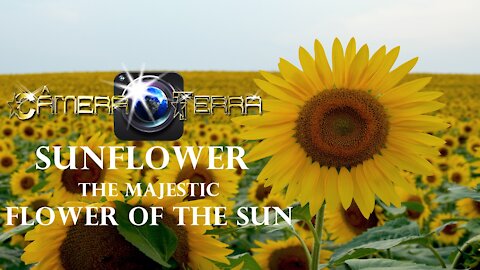 🌎 Sunflower, the Majestic Flower of the Sun | Why does the sunflower revolve around the sun? | 2021