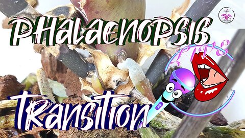 🎤 Skip to 0:00:22:16 Q&A & FACTS ONLY | Transitioning Phalaenopsis Orchid Repot #ninjaorchids