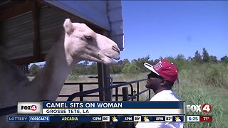 Camel sits on woman in Louisiana