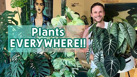 FULL HOUSEPLANT TOUR - have my plants survived the big move?
