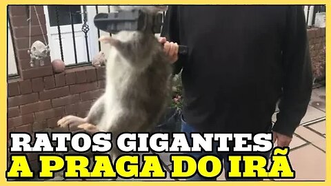 OS RATOS GIGANTES DO IRÃ UMS PRAGA QUE INCOMODA A MAIS DE 20 ANOS