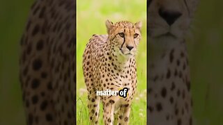 Fascinating Biology of World's Fastest Land Animal, Cheetahs.