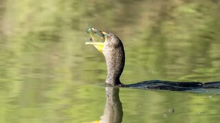 Cormorant Eats Perch, Sony A1/Sony Alpha 1, 104-Shot Frame Animation, 4k