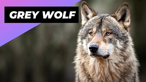 Grey Wolf 🐺 The Most Misunderstood Creature Of The Wild