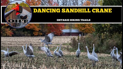 Sandhill Cranes Dancing In An Autumn Corn Field