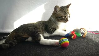 A Kitten and His Toys