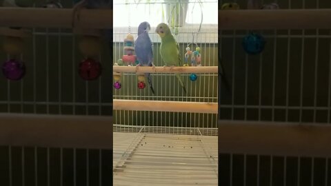 Budgies Being Funny! 💖 #shorts #youtubeshorts #budgies #parrots #animallover #funny