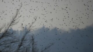 More than a million flocks of birds suddenly appear.