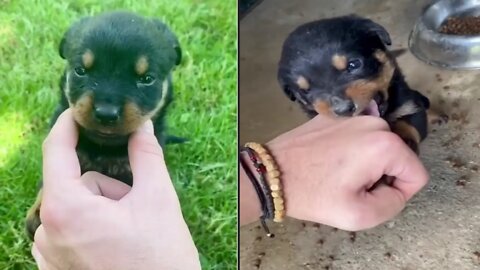 Aggressive Rottweiler Puppy😂😂 || 3 Weeks Old Naught Rottweiler Puppies 💞