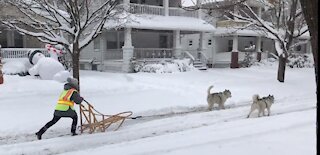 Family takes dogs out sledding