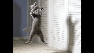 The Meaning Behind 14 Strangest Cat Behaviors educational