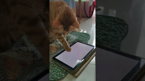 Cat VS tablet