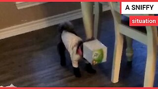 Puppy plays with box of tissues - gets head stuck box
