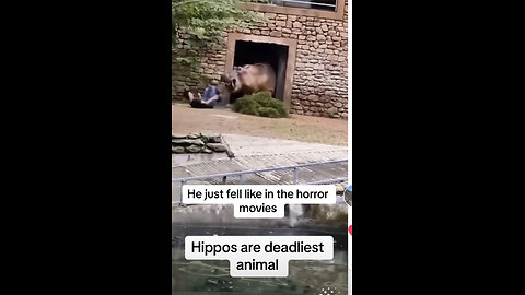 Hippos are deadliest animal