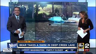 Bear takes a dip in Deep Creek Lake
