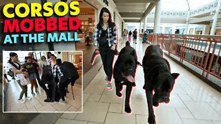 Cane Corsos MOBBED At The Mall