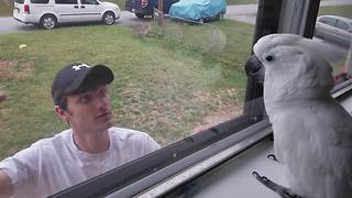 Adorable Cockatoo Sees His Owner Through Window, Loses It