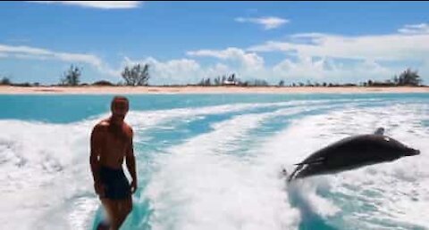 Des adeptes de wakeboard surfent avec des dauphins