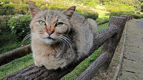 A stray cat was sleeping on the railing, so when I sat next to it, I rode on my lap