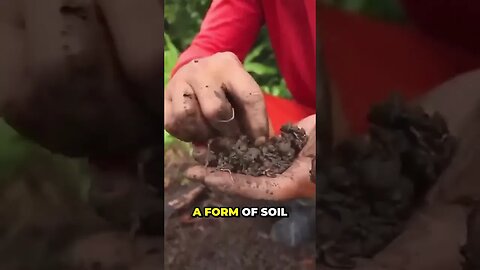 Uncovering the Mysterious and Fertile Amazonian Dark Soil What You Didn't Know!