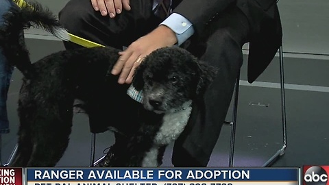 Pet of the week: 9-year-old Ranger is a senior Poodle mix looking for companionship