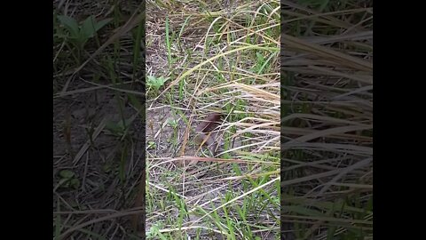 Deadly snake slowly moves away from us. Death adder 29/10/21