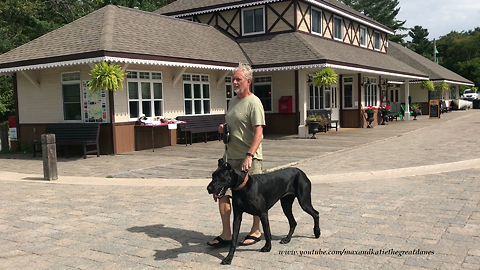 Tourist Great Dane Enjoys a Dock Side Walk in Muskoka Ontario ~ 1000th video