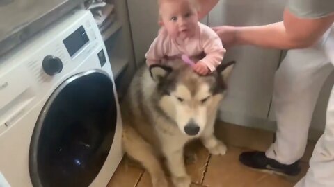 Giant Sulking Dog Hates Bath Time But Baby Helps Him (Cutest Duo EVER!!)-2