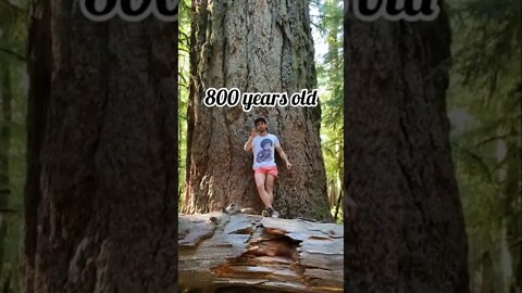 800 year old Douglas fir #wood #adventure #running #fitness #strong #workout #bc #vancouverisland