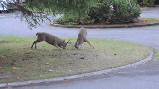 Deer Fight! Suburban Deer Rutting in Front Yard