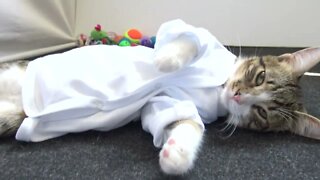 Small Cat Wears His Karate Gi