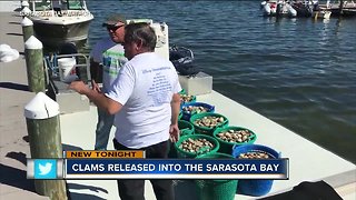 Clams released into Sarasota Bay to reduce red tide toxins