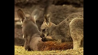 Cute Baby Kangaroo