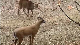 Deer completely destroys deer decoy