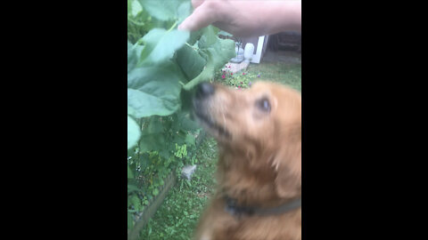 Golden Retriever Picks String Beans off the Vine!