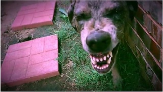 Guilty dog gets in trouble, smiles about it!