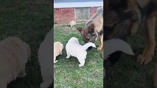 German Shepherds Playing with Golden Retriever Puppies