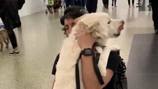 Reencontro emocionante entre dono e o seu cão no aeroporto