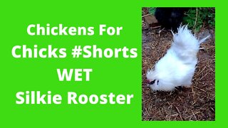 White Silkie Rooster Soaking Wet #Shorts